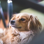 kornfrit hundefoder